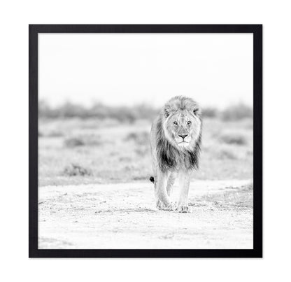 Lone Lion Walk