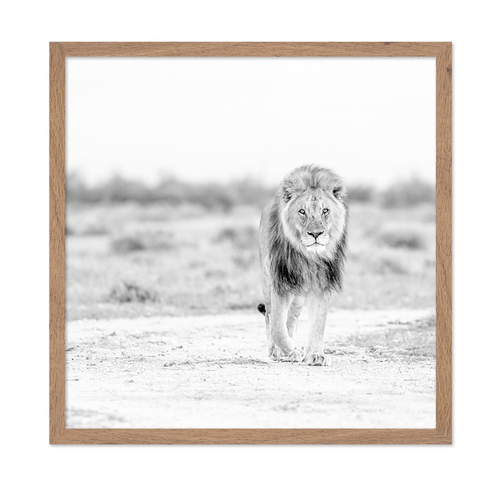 Lone Lion Walk