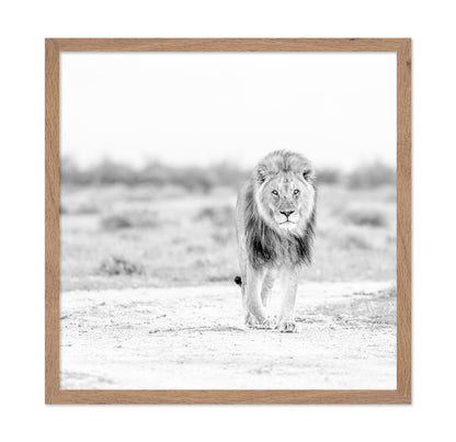 Lone Lion Walk