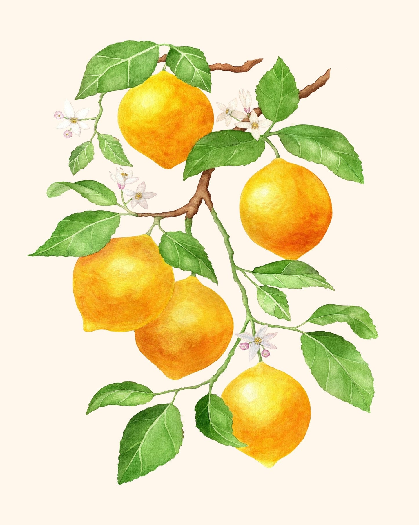 Lemon Branch Study No1