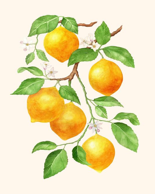Lemon Branch Study No1