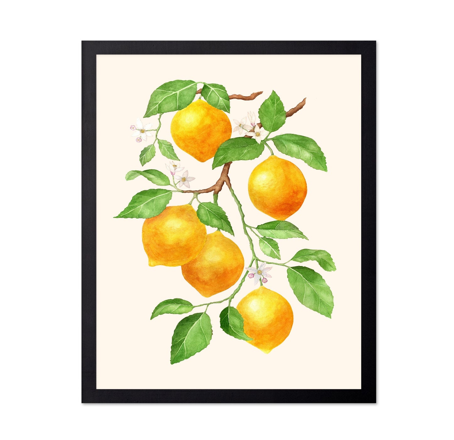Lemon Branch Study No1