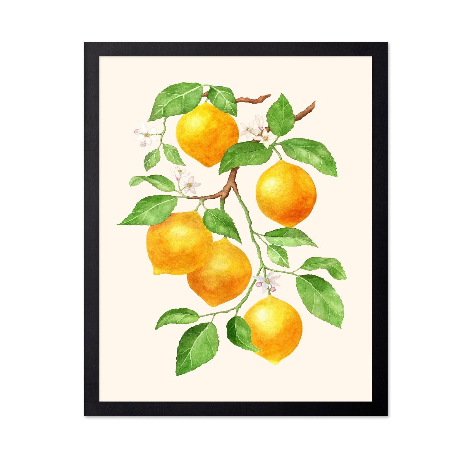 Lemon Branch Study No1