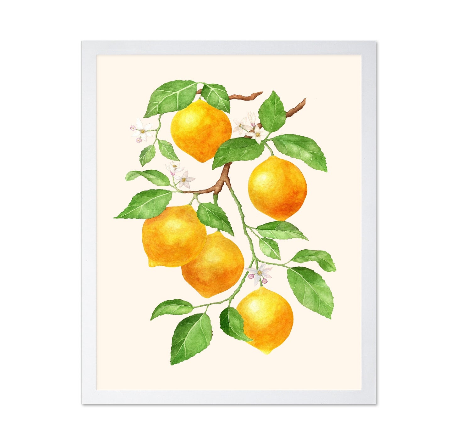 Lemon Branch Study No1