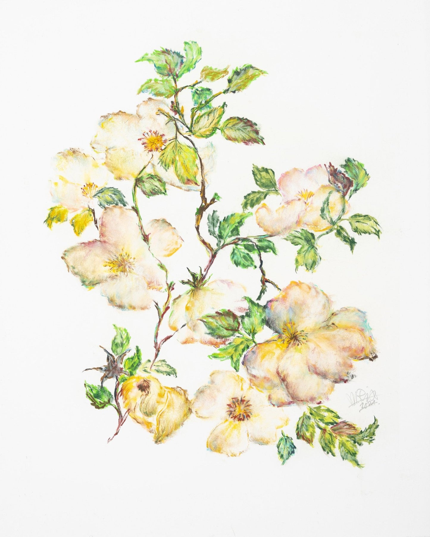 Wild Rose Bloom