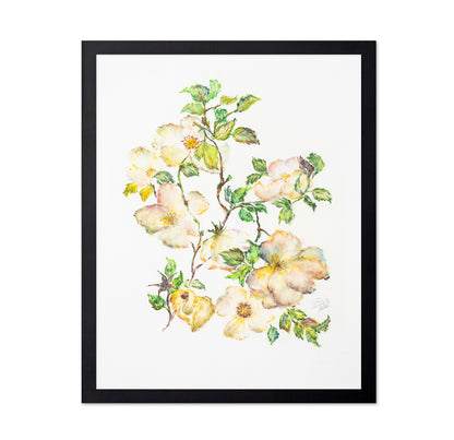 Wild Rose Bloom
