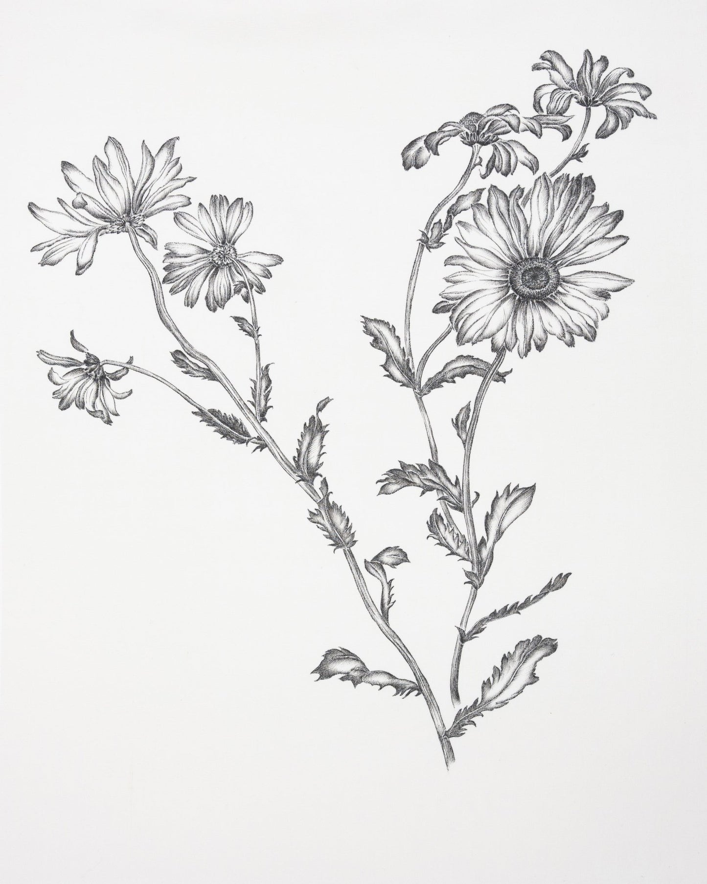 Vintage Daisy Sketch
