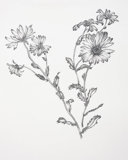 Vintage Daisy Sketch