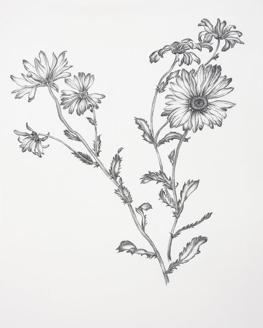 Vintage Daisy Sketch