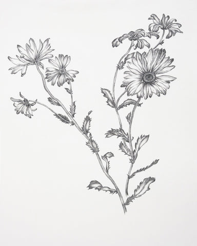 Vintage Daisy Sketch