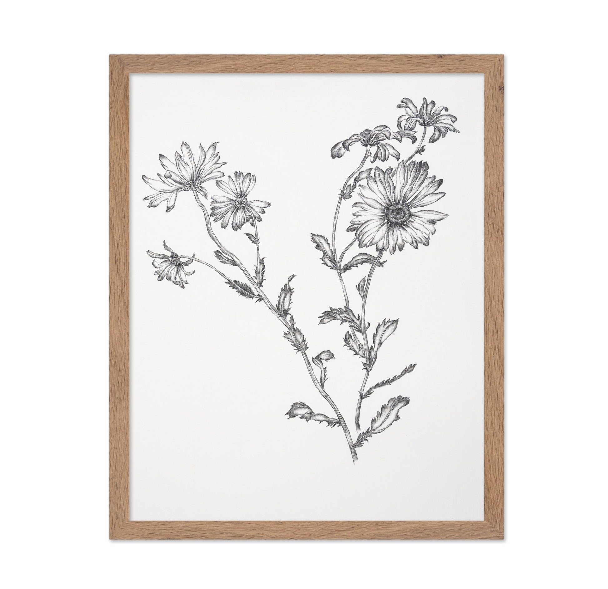 Vintage Daisy Sketch