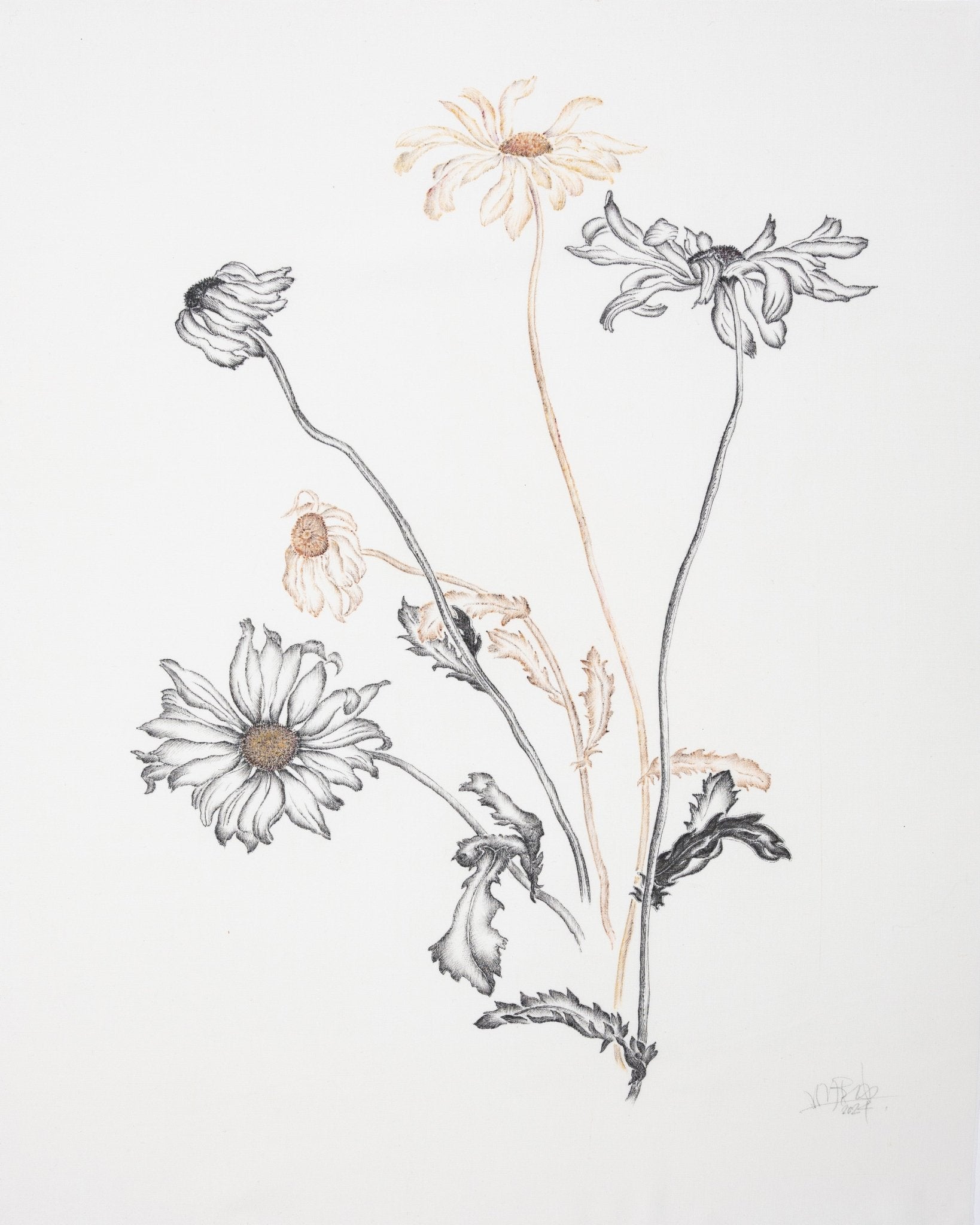 Minimal Daisy Sketch