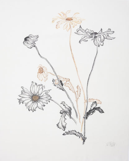 Minimal Daisy Sketch