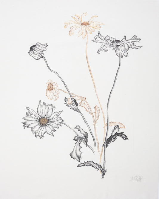 Minimal Daisy Sketch