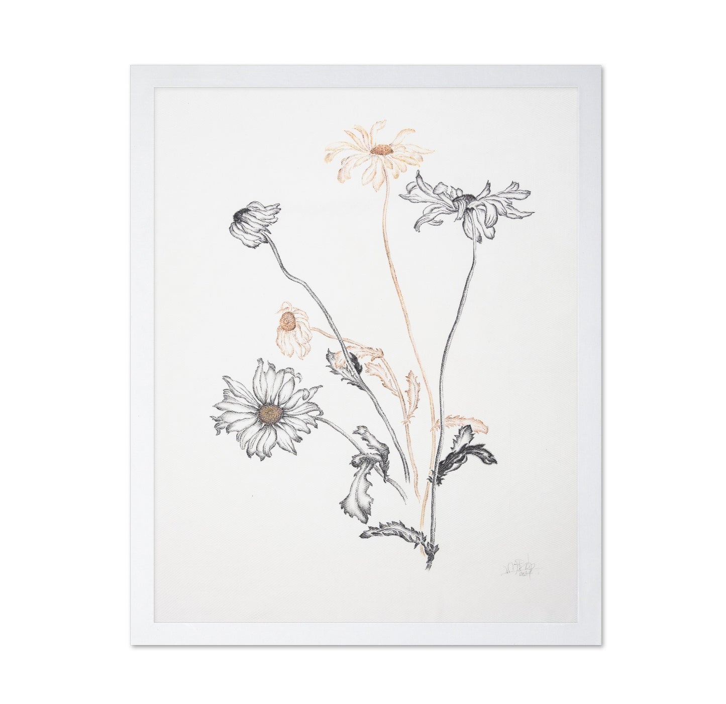 Minimal Daisy Sketch