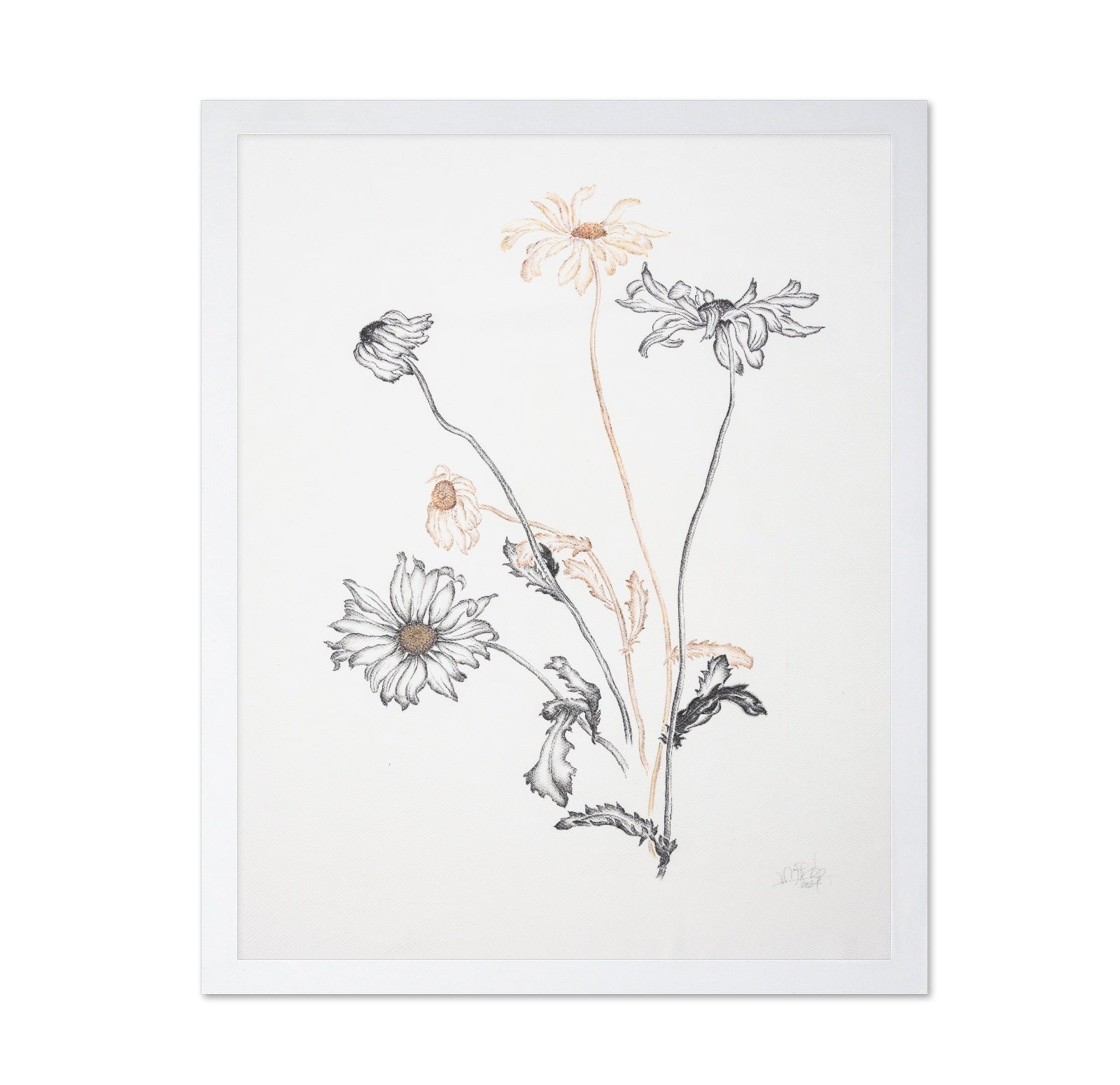 Minimal Daisy Sketch