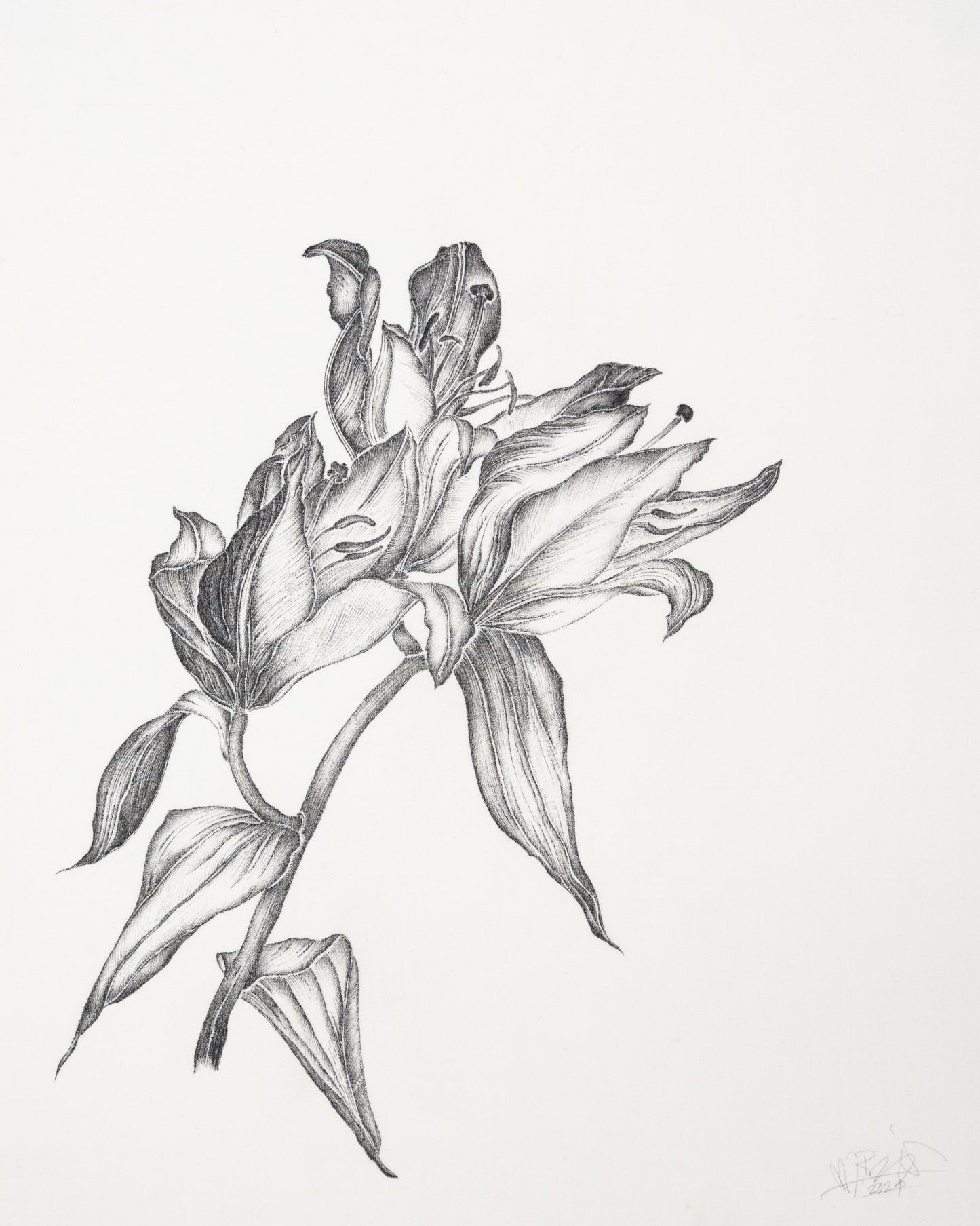 Elegant Lily Sketch