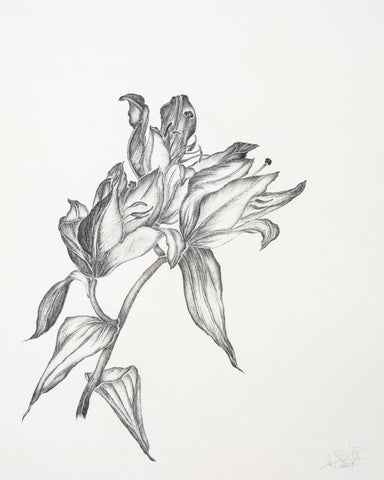 Elegant Lily Sketch