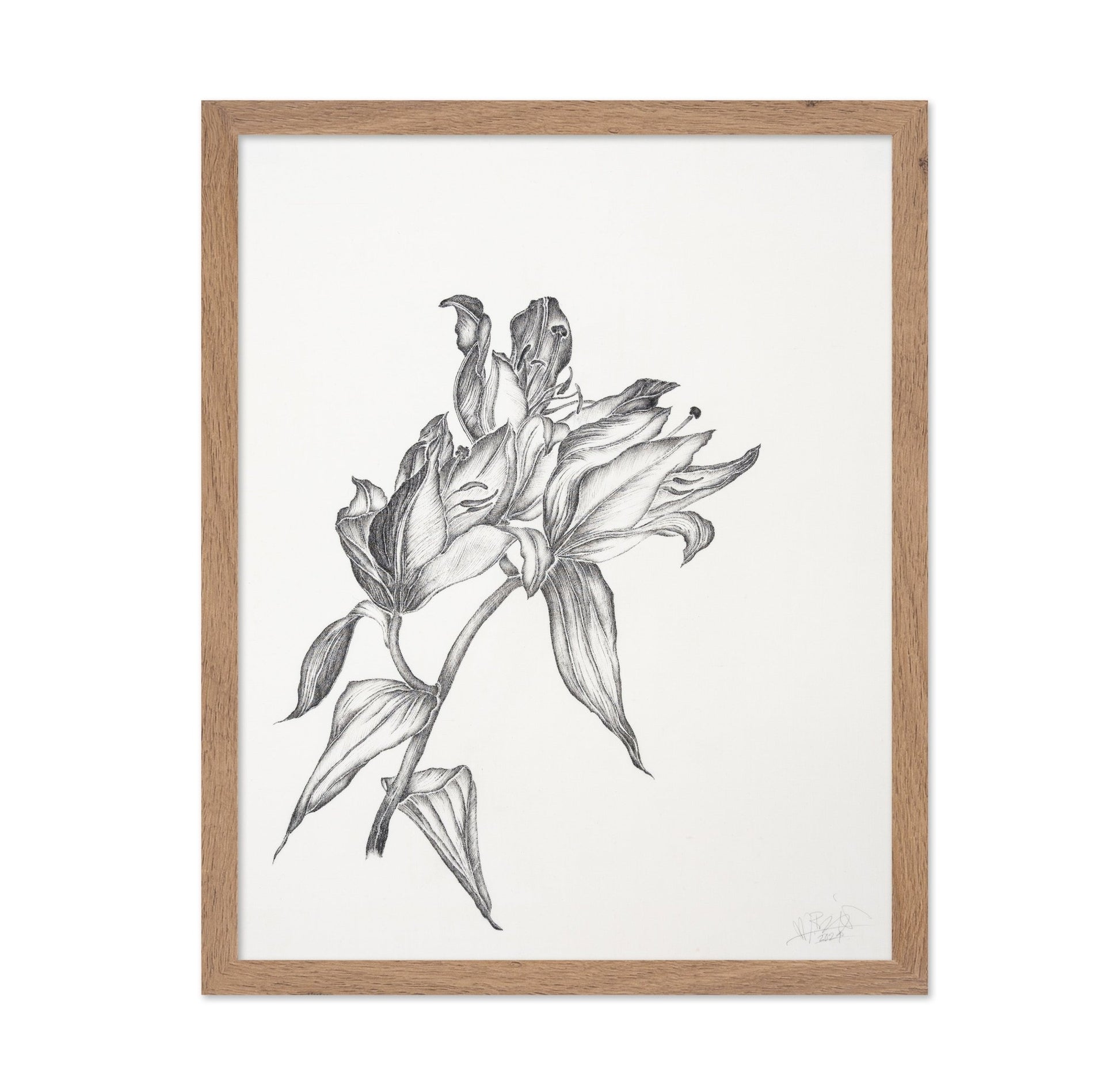 Elegant Lily Sketch