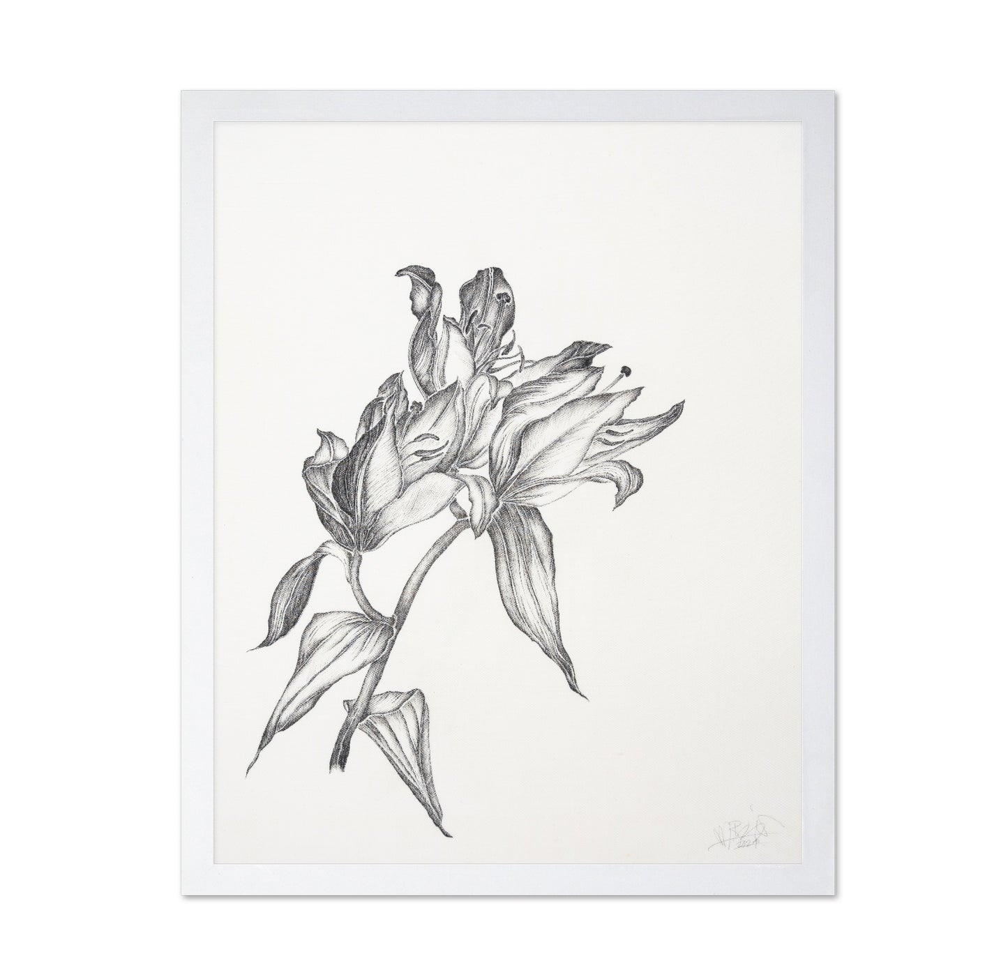 Elegant Lily Sketch