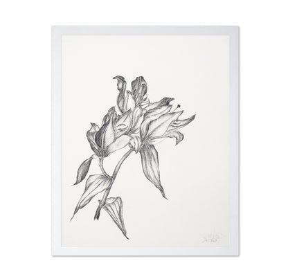 Elegant Lily Sketch