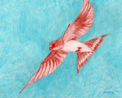 Flying Barn Swallow