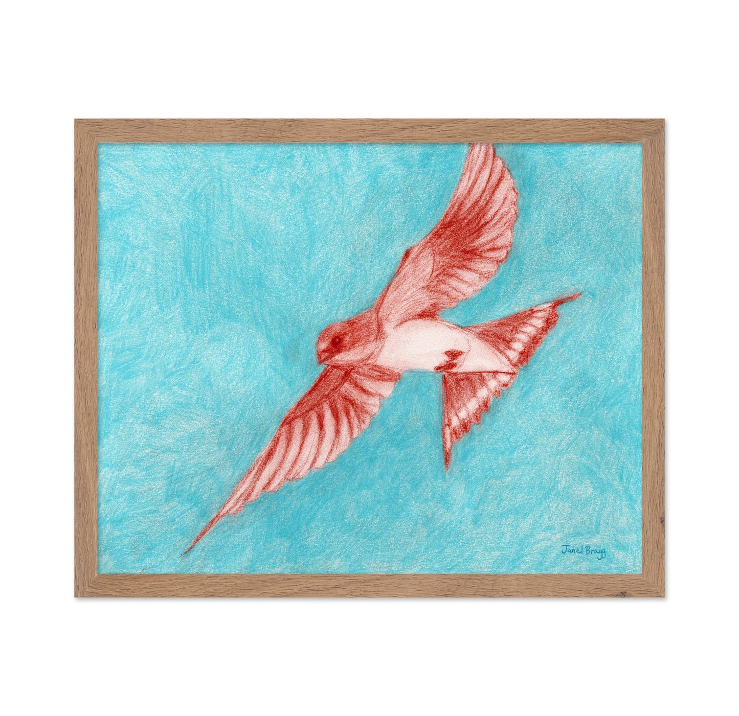 Flying Barn Swallow