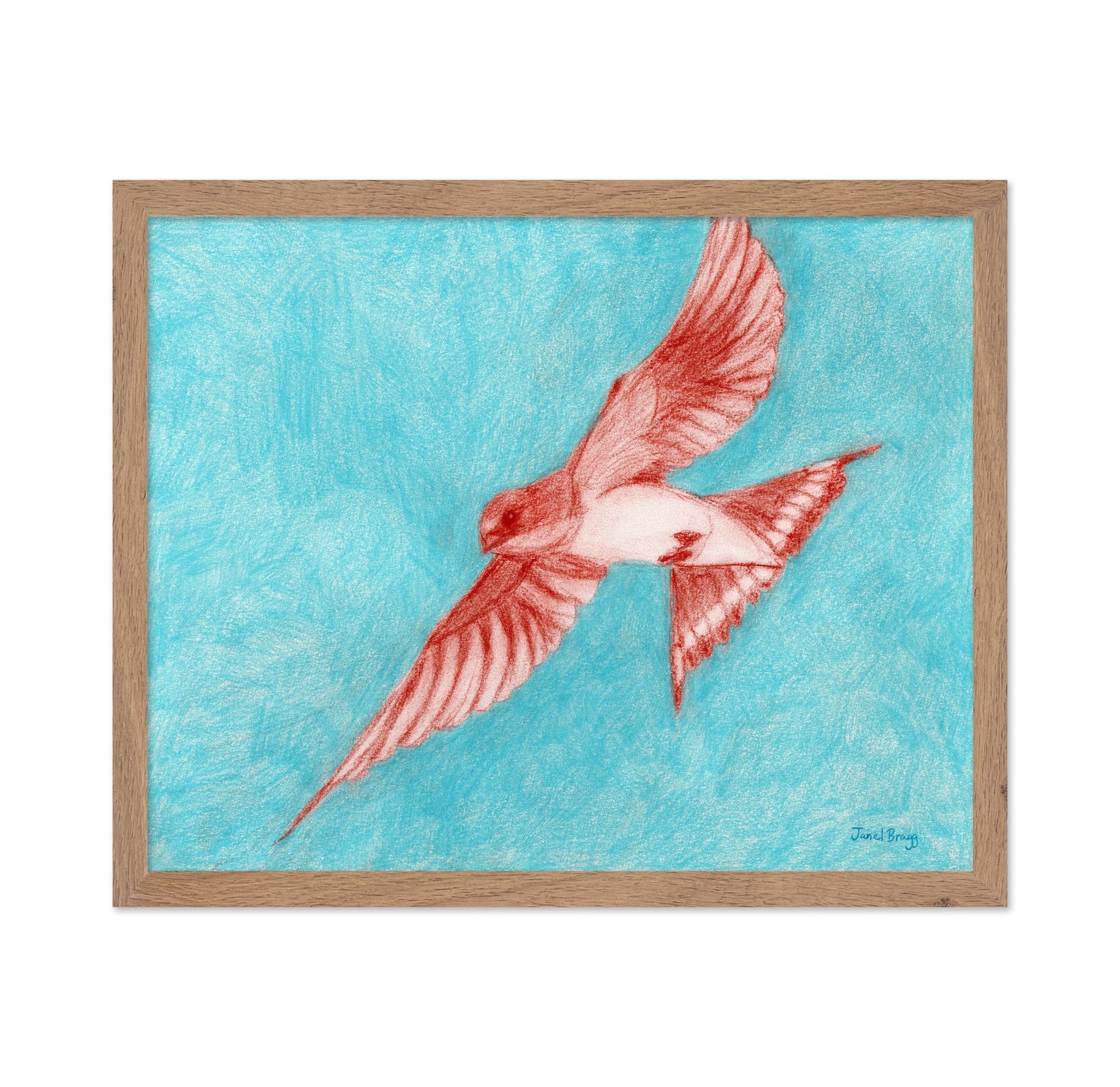 Flying Barn Swallow