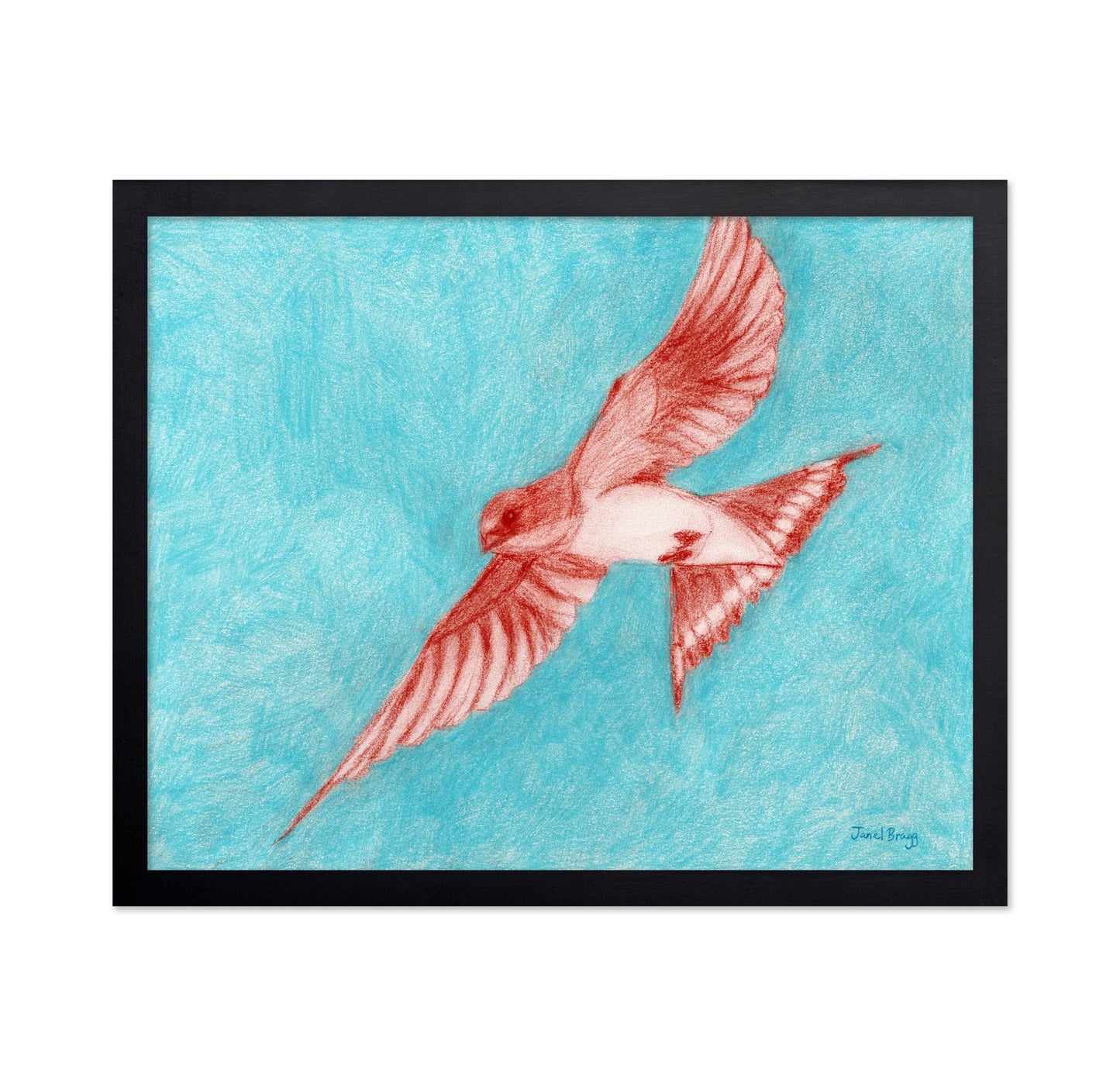 Flying Barn Swallow