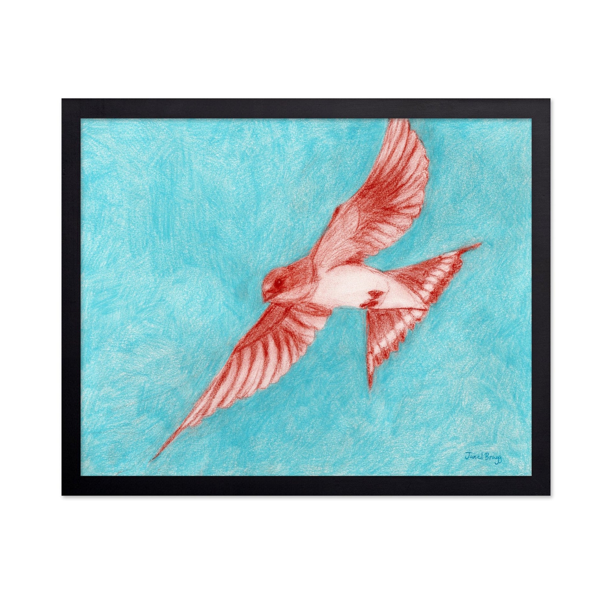 Flying Barn Swallow