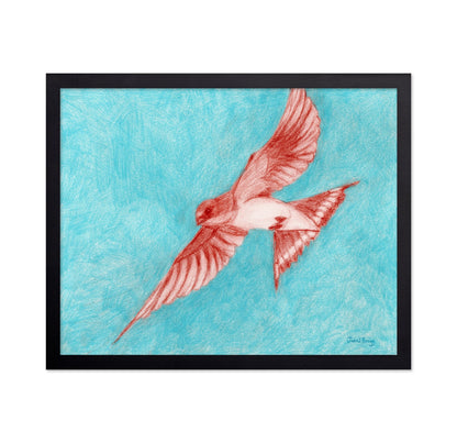 Flying Barn Swallow