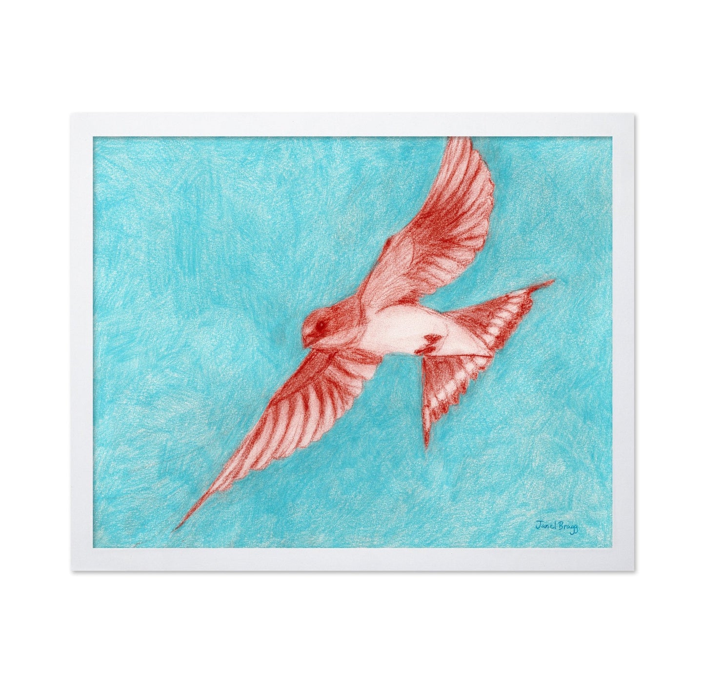 Flying Barn Swallow