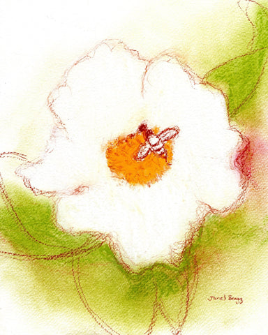 Bee On White Rose