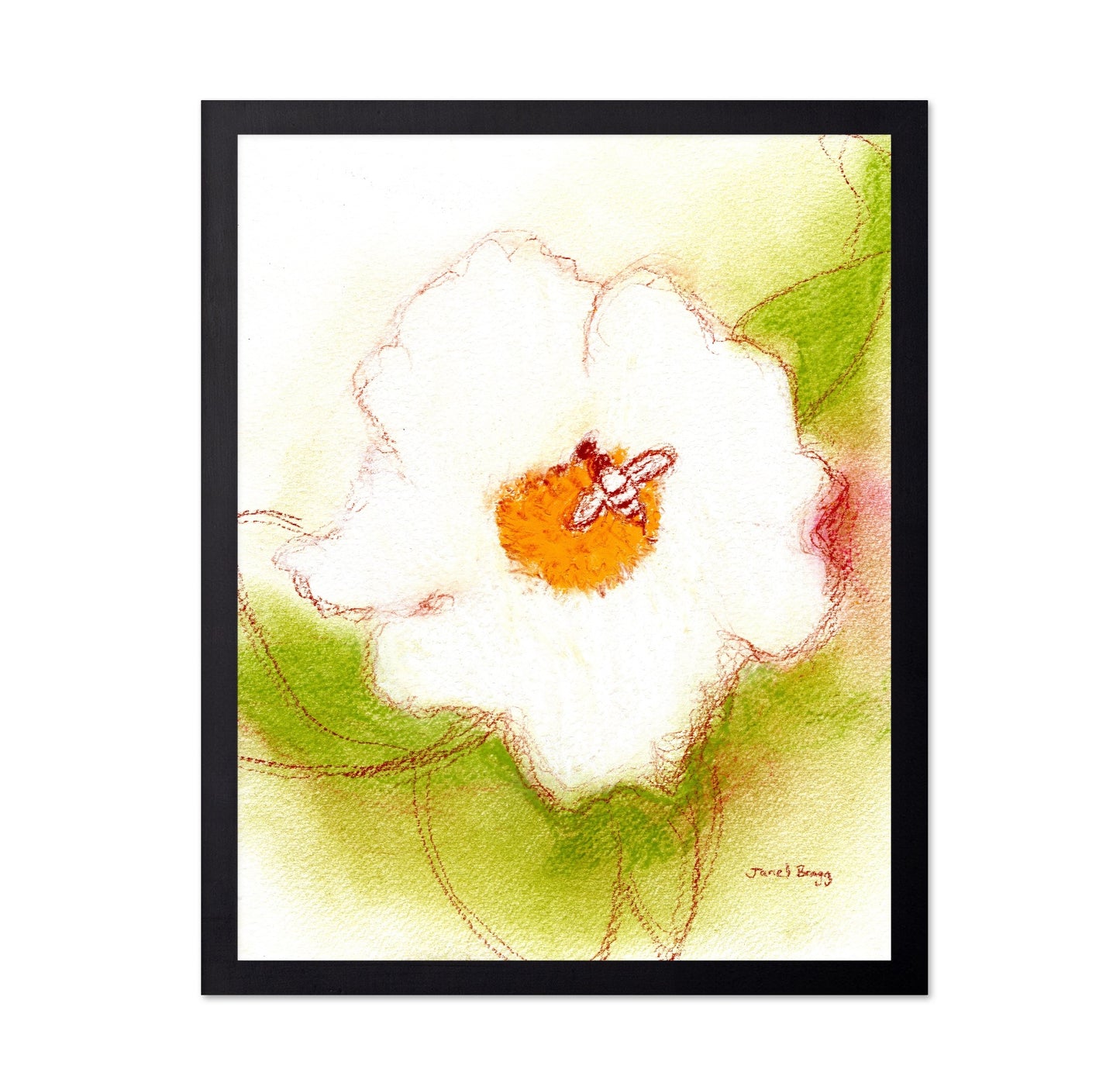 Bee On White Rose