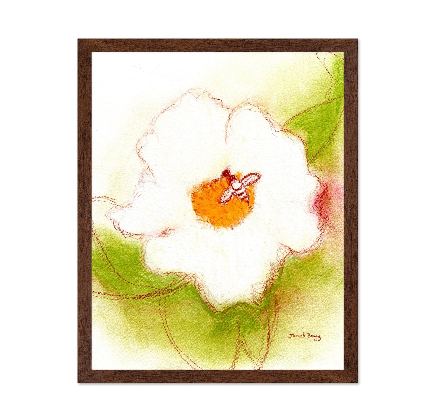 Bee On White Rose