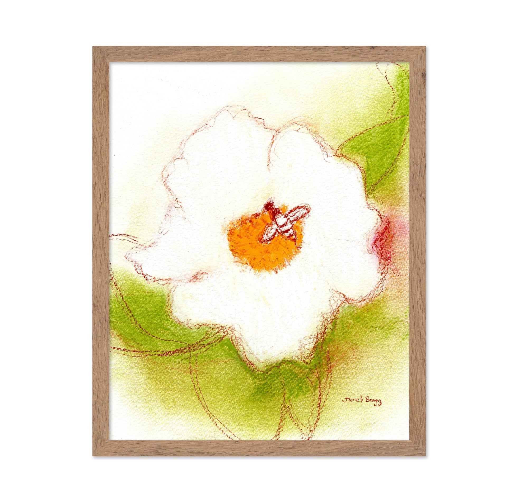 Bee On White Rose