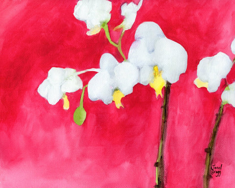 Pink Orchid Bloom No3