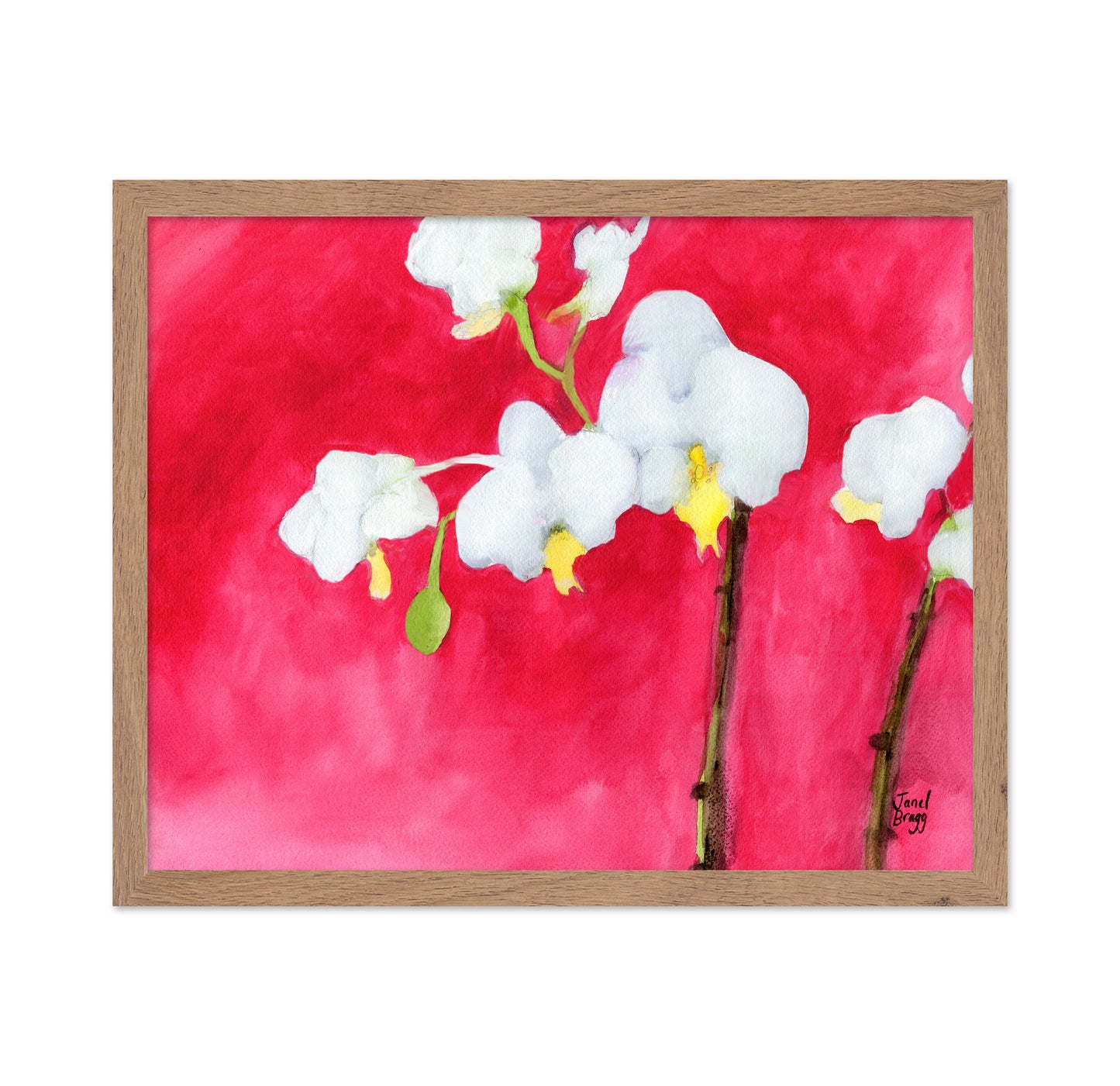 Pink Orchid Bloom No3