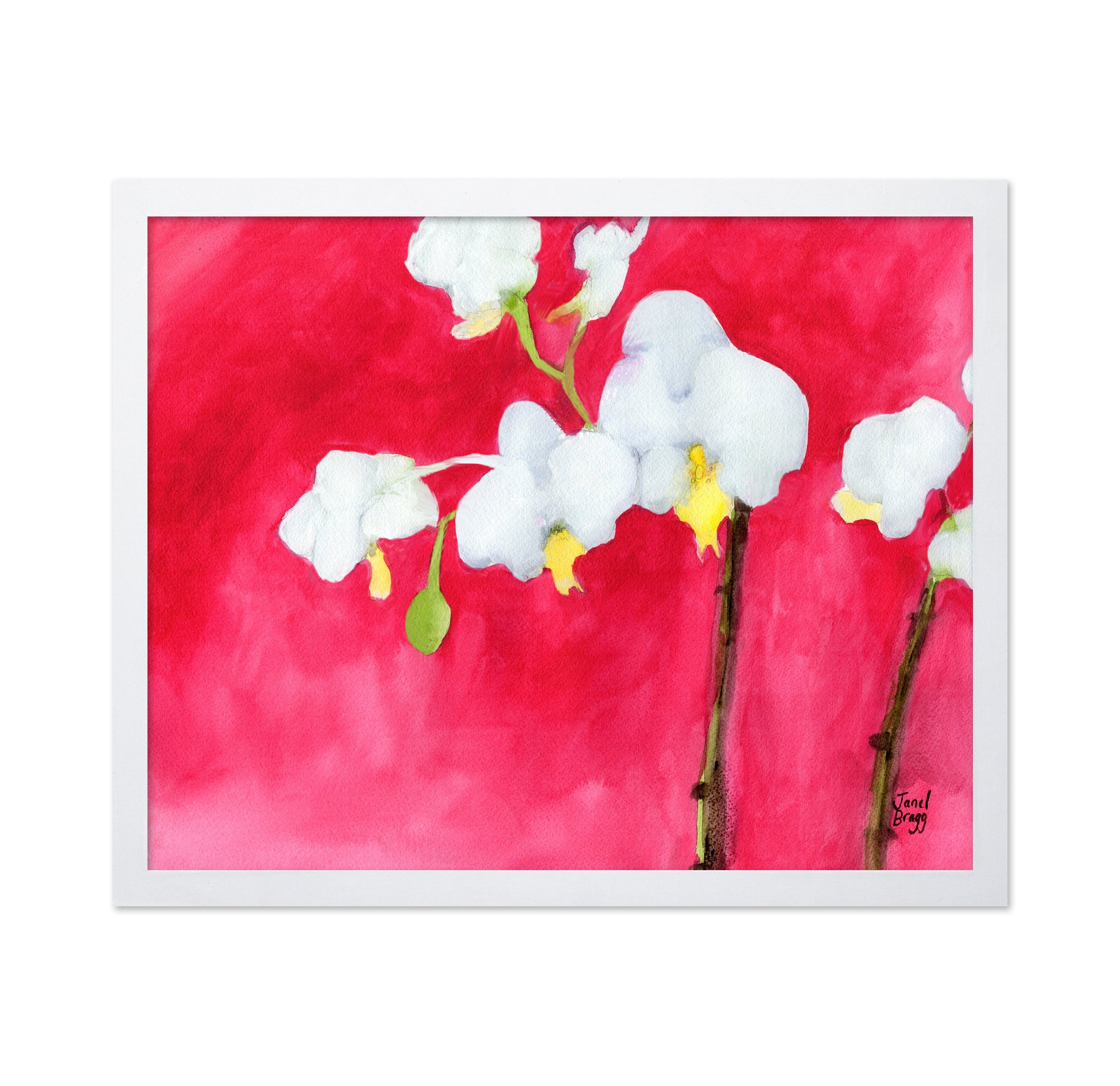 Pink Orchid Bloom No3