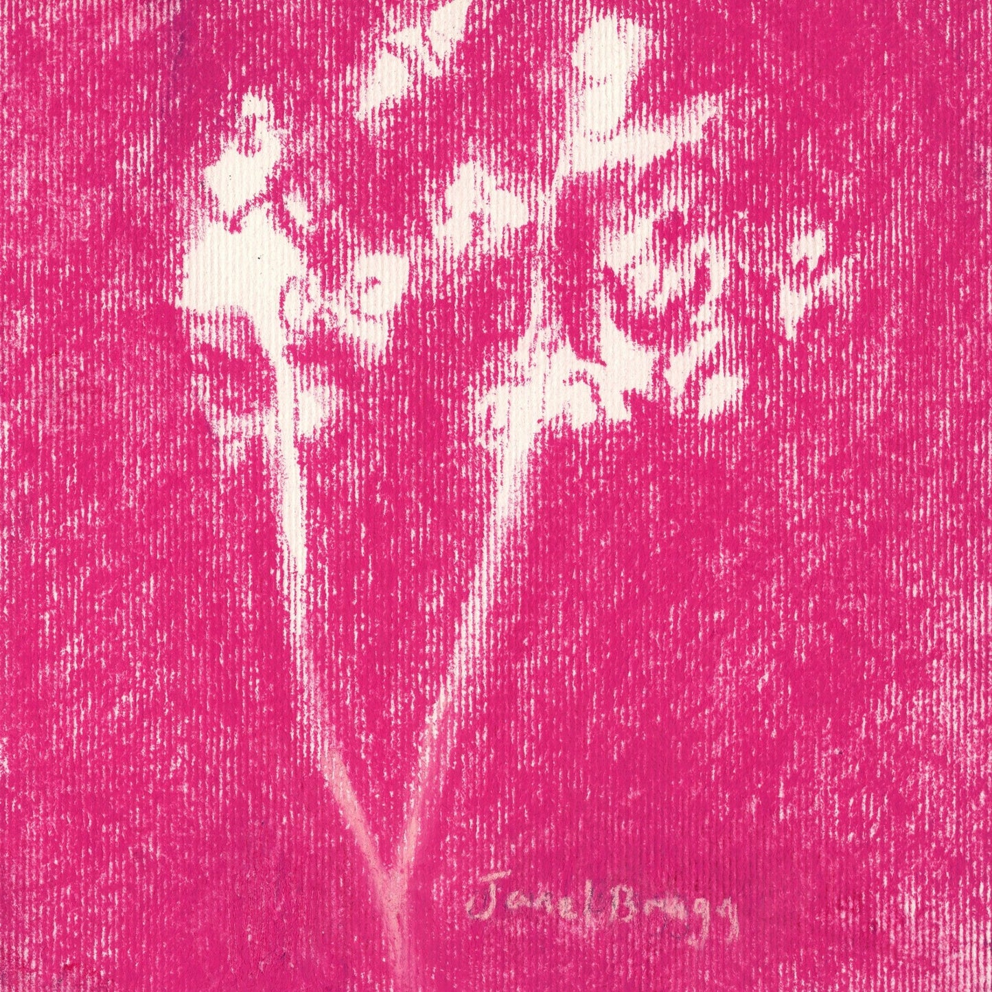 Rose Babys Breath