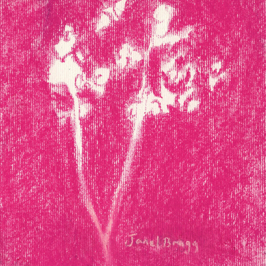 Rose Babys Breath
