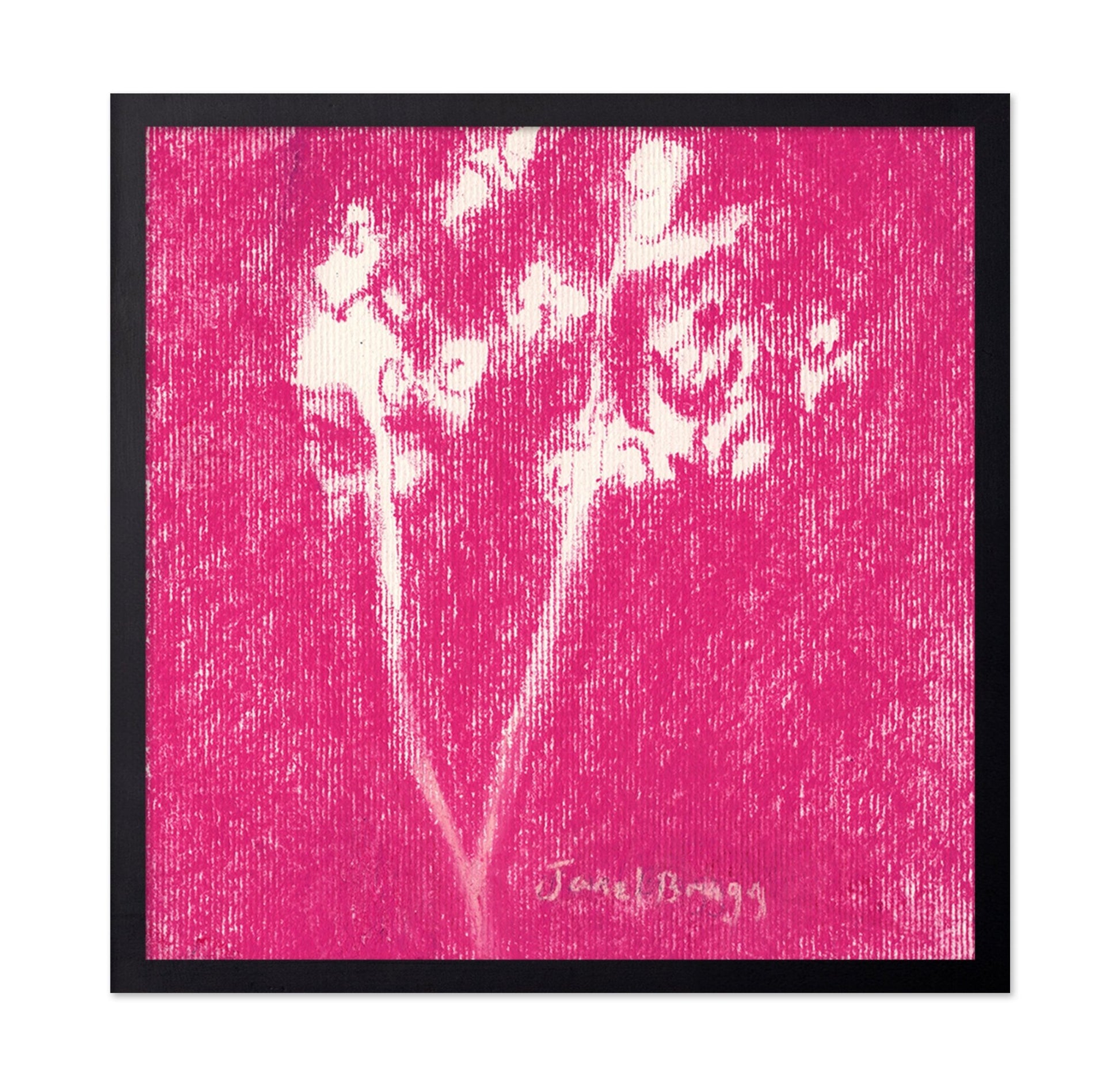 Rose Babys Breath