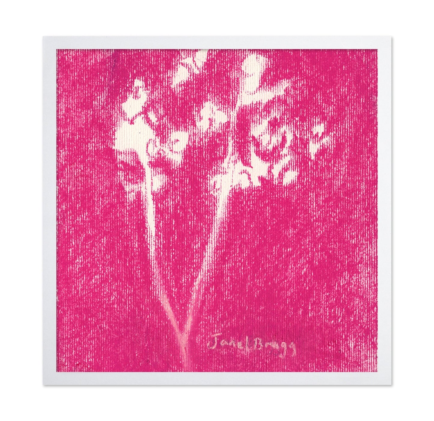 Rose Babys Breath