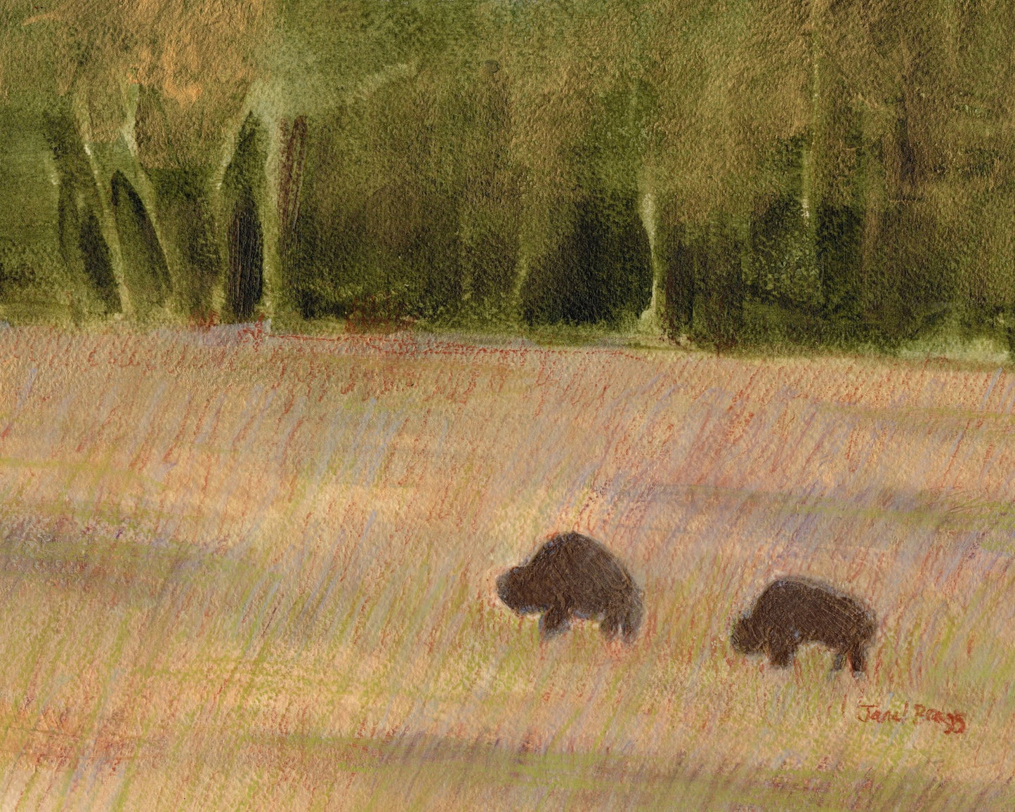 Buffalo Field Pair