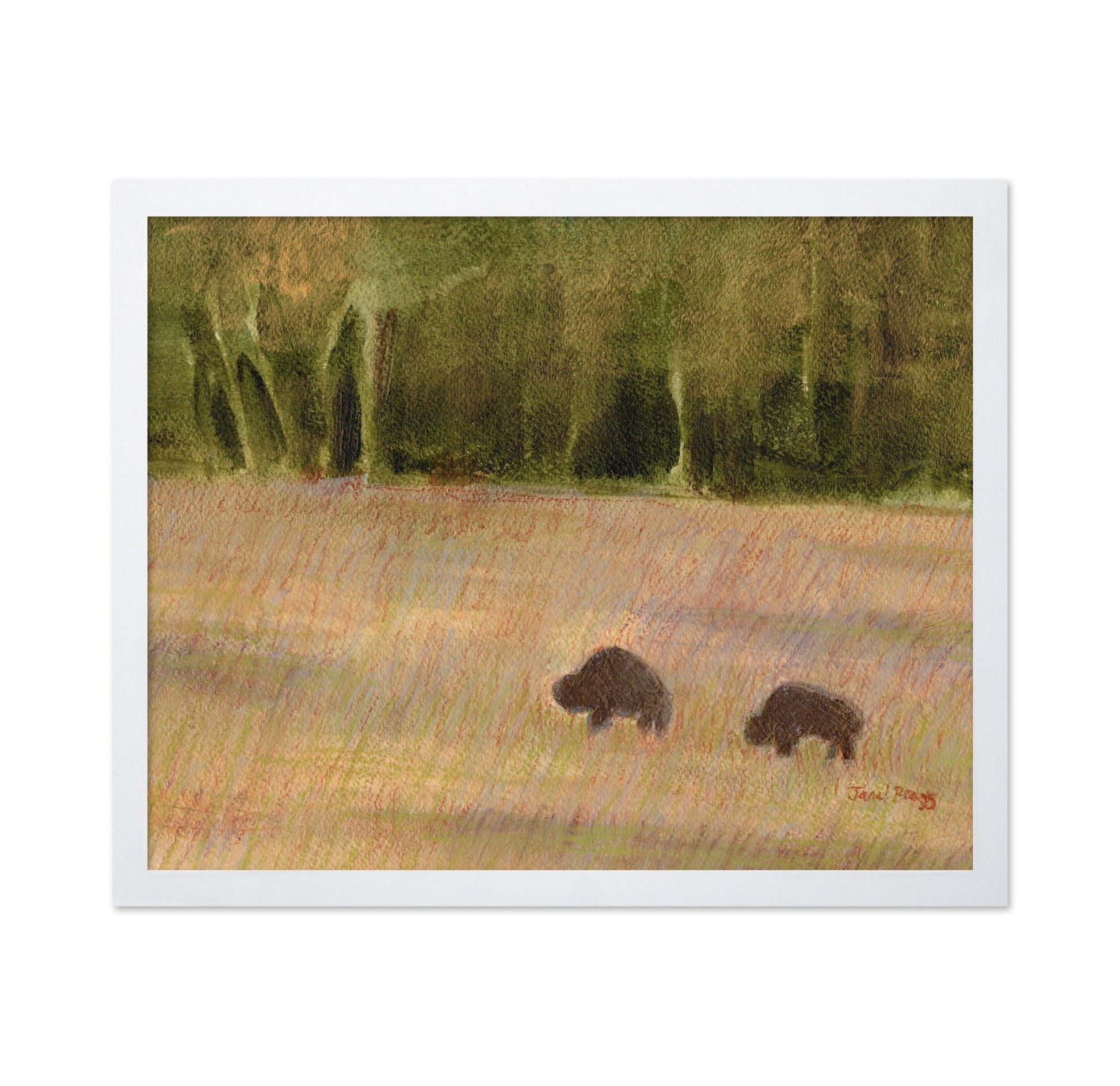 Buffalo Field Pair