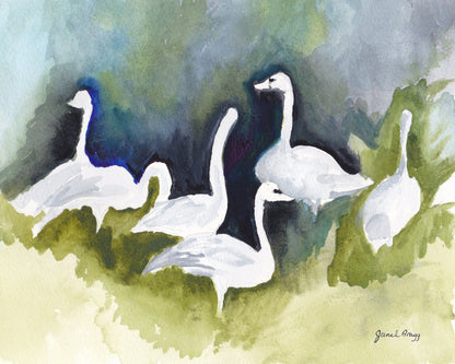 Skagit Swans