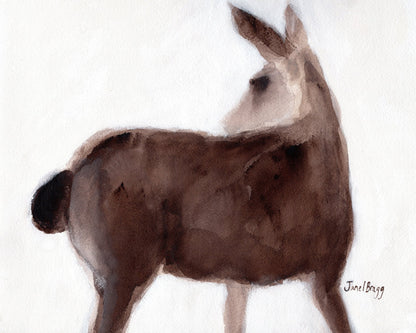 Creekside Deer Study