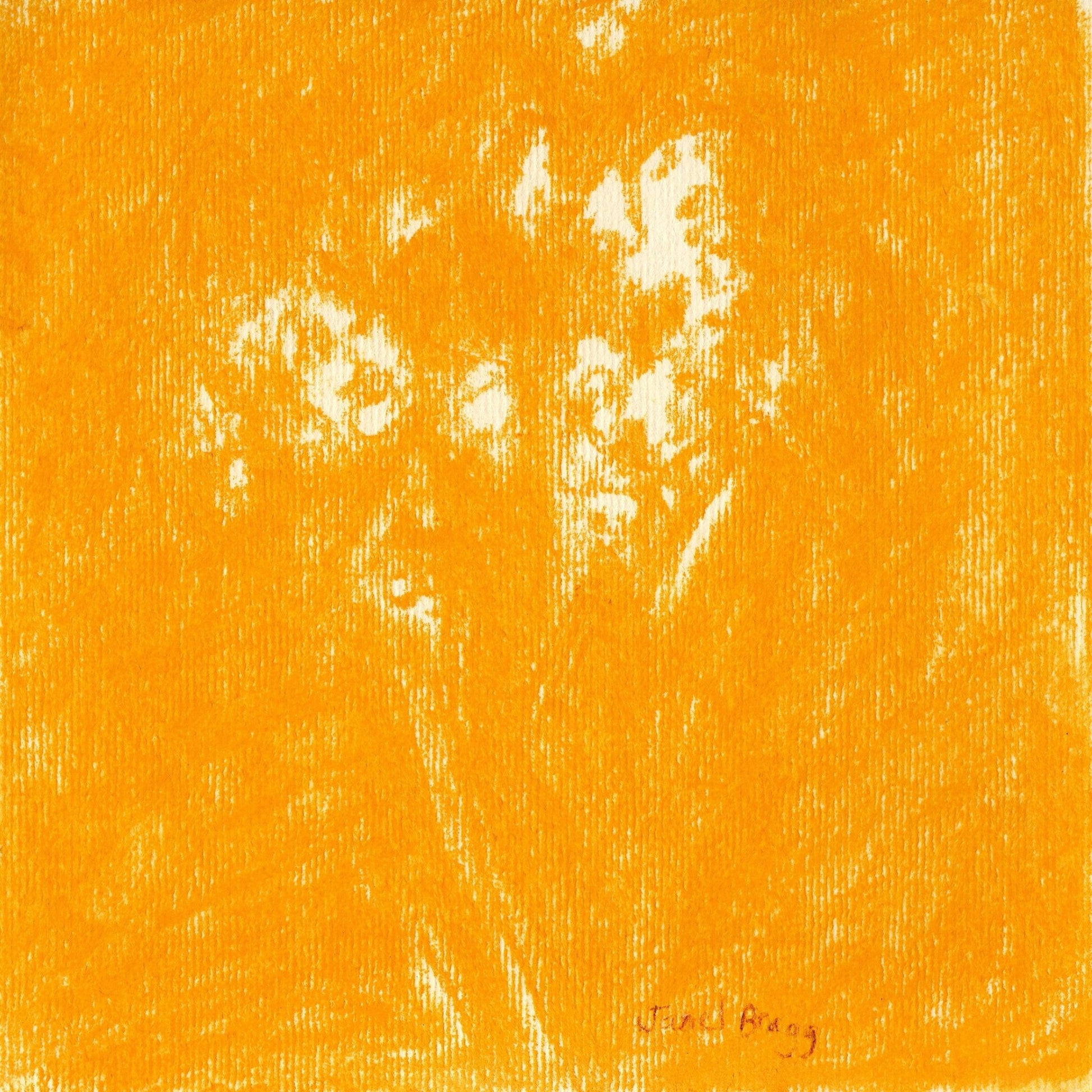 Ochre Baby?s Breath