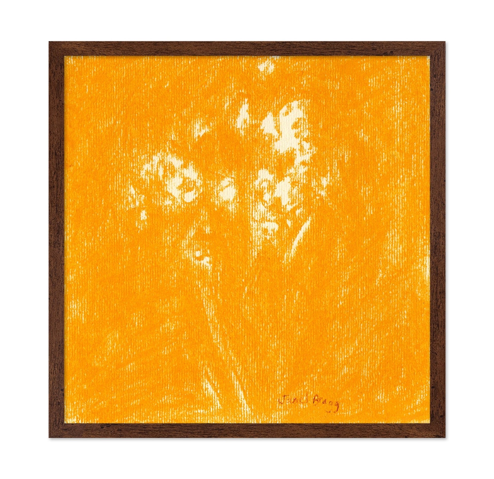 Ochre Baby?s Breath