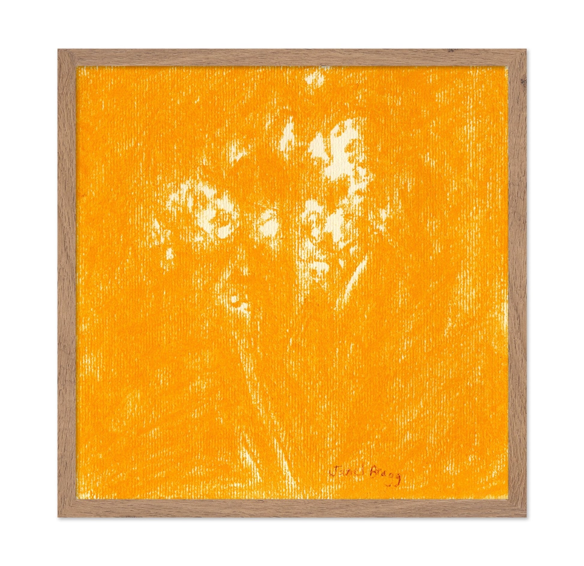 Ochre Baby?s Breath